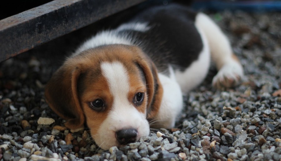Rüyada Köpek Görmek
